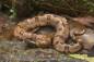 Preview: Asian Pitvipers - Breeding Experience & Wildlife